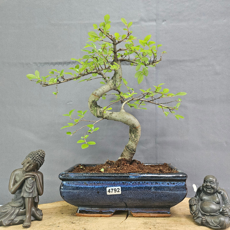 Chinese Elm (Ulmus Parvifolia) Bonsai Tree | Shaped | In 20cm Pot