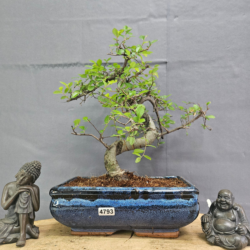 Chinese Elm (Ulmus Parvifolia) Bonsai Tree | Shaped | In 20cm Pot