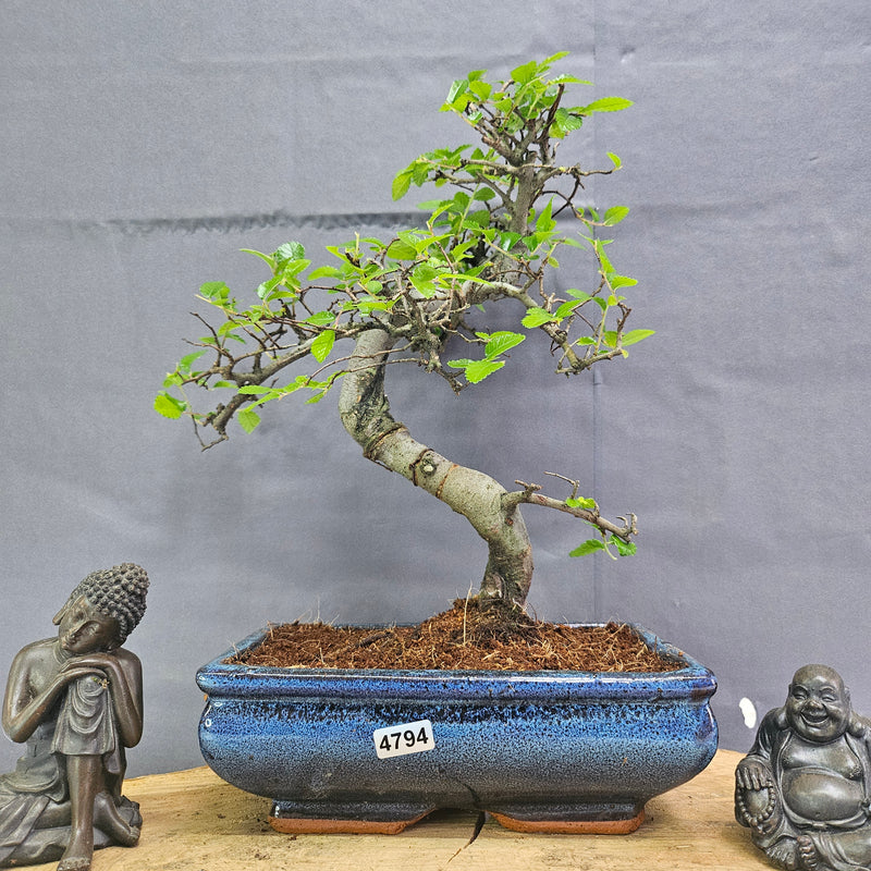 Chinese Elm (Ulmus Parvifolia) Bonsai Tree | Shaped | In 20cm Pot