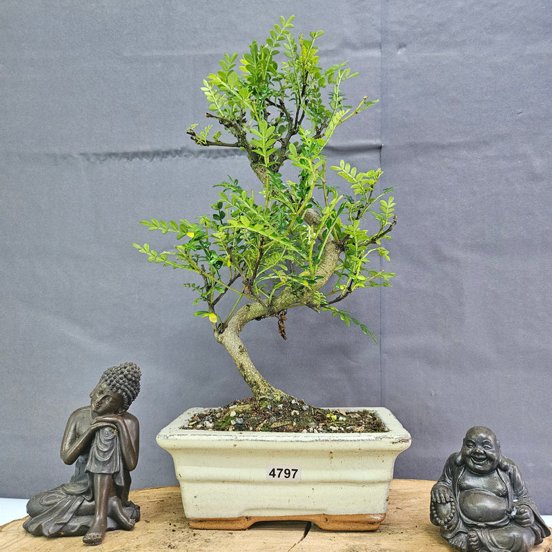 Chinese Pepper (Zanthoxylum Pipertum) Bonsai Tree | Shaped | In 15cm Pot