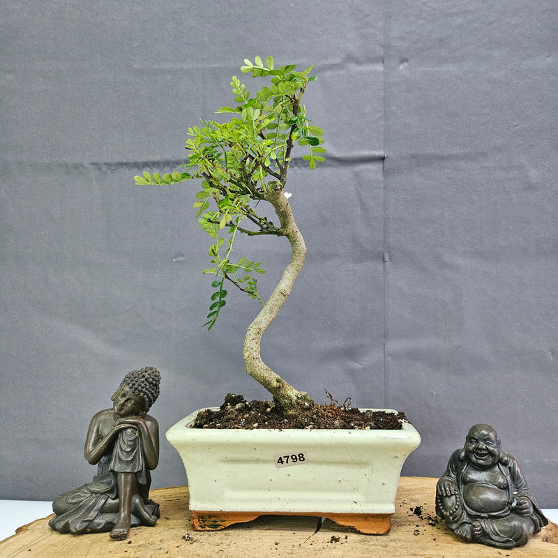 Chinese Pepper (Zanthoxylum Pipertum) Bonsai Tree | Shaped | In 15cm Pot