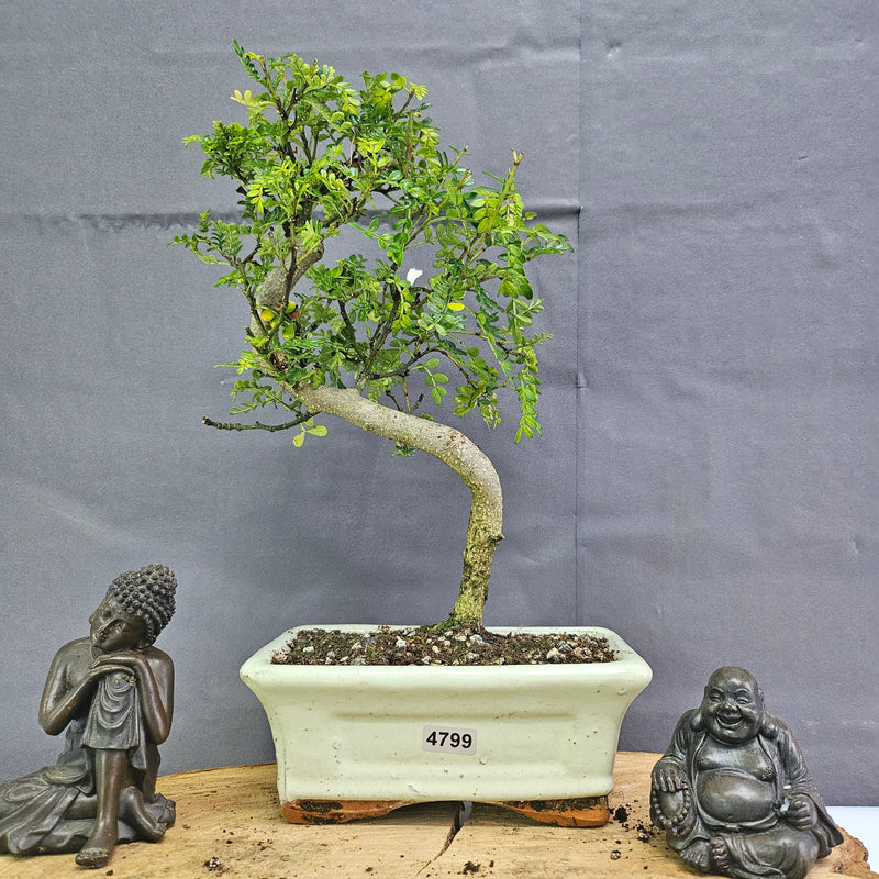 Chinese Pepper (Zanthoxylum Pipertum) Bonsai Tree | Shaped | In 15cm Pot