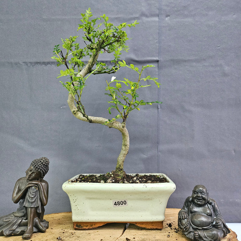 Chinese Pepper (Zanthoxylum Pipertum) Bonsai Tree | Shaped | In 15cm Pot