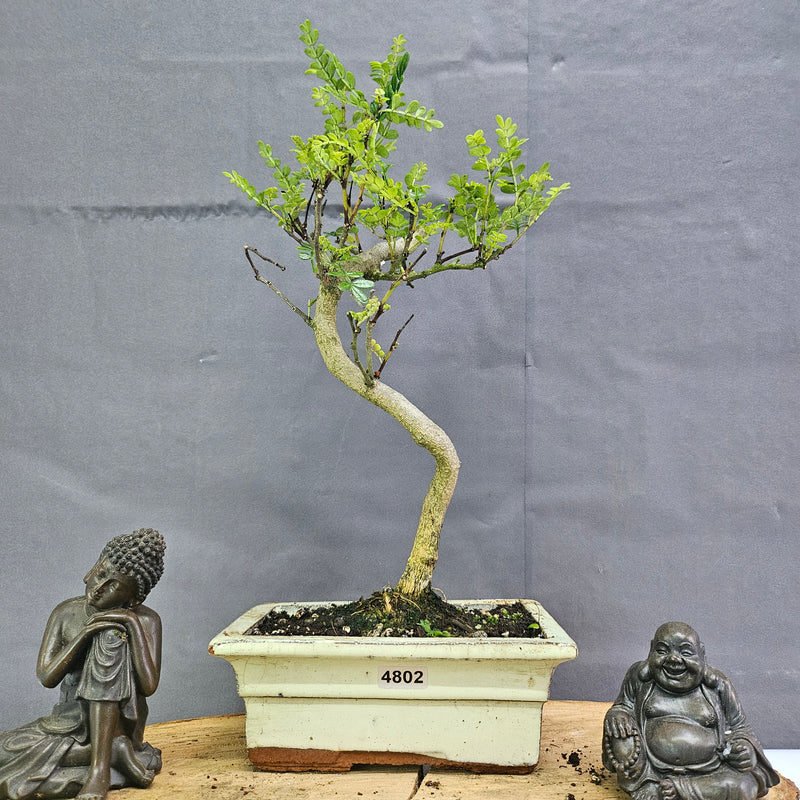 Chinese Pepper (Zanthoxylum Pipertum) Bonsai Tree | Shaped | In 15cm Pot