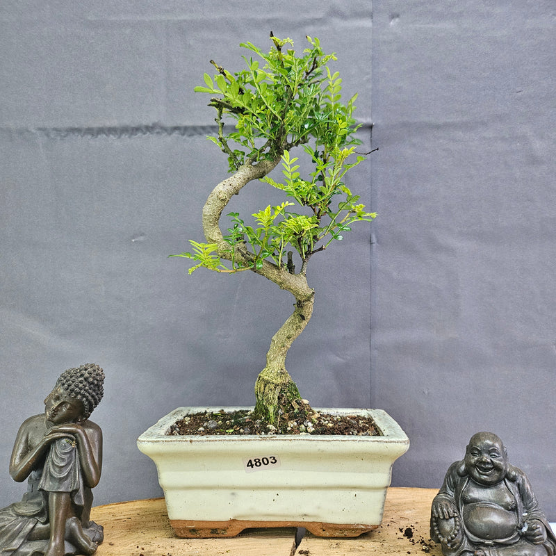 Chinese Pepper (Zanthoxylum Pipertum) Bonsai Tree | Shaped | In 15cm Pot