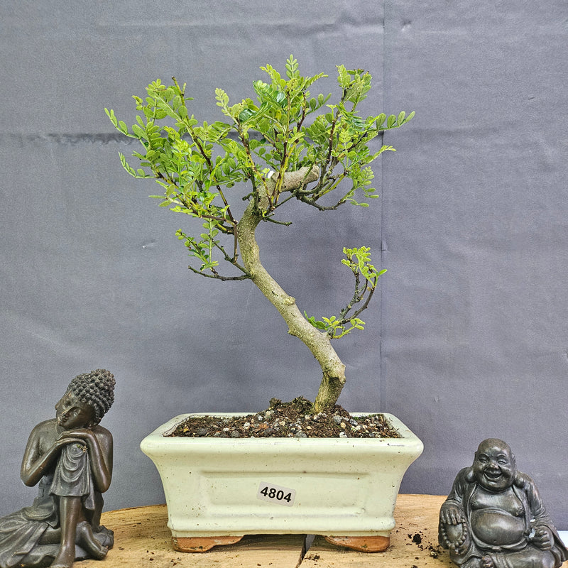 Chinese Pepper (Zanthoxylum Pipertum) Bonsai Tree | Shaped | In 15cm Pot