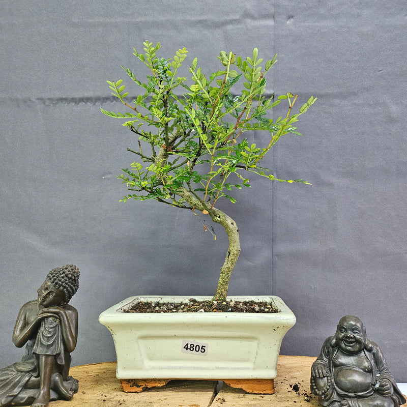 Chinese Pepper (Zanthoxylum Pipertum) Bonsai Tree | Shaped | In 15cm Pot