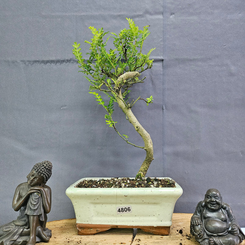 Chinese Pepper (Zanthoxylum Pipertum) Bonsai Tree | Shaped | In 15cm Pot