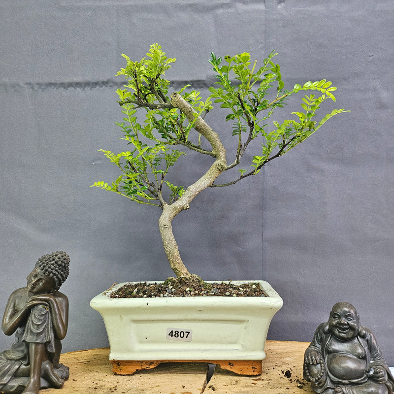 Chinese Pepper (Zanthoxylum Pipertum) Bonsai Tree | Shaped | In 15cm Pot