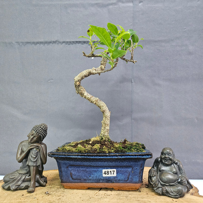 Clearance: Ficus Microcarpa (Banyan Fig) Indoor Bonsai Tree | Shaped | In 15cm Pot