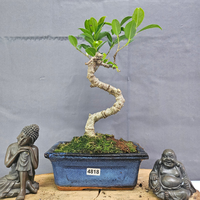 Clearance: Ficus Microcarpa (Banyan Fig) Indoor Bonsai Tree | Shaped | In 15cm Pot