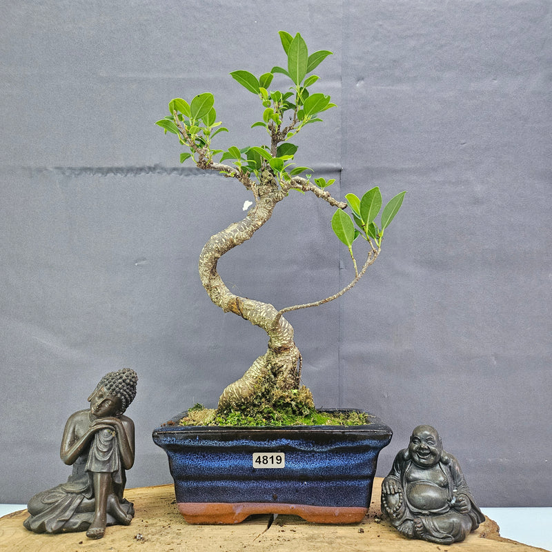 Clearance: Ficus Microcarpa (Banyan Fig) Indoor Bonsai Tree | Shaped | In 15cm Pot