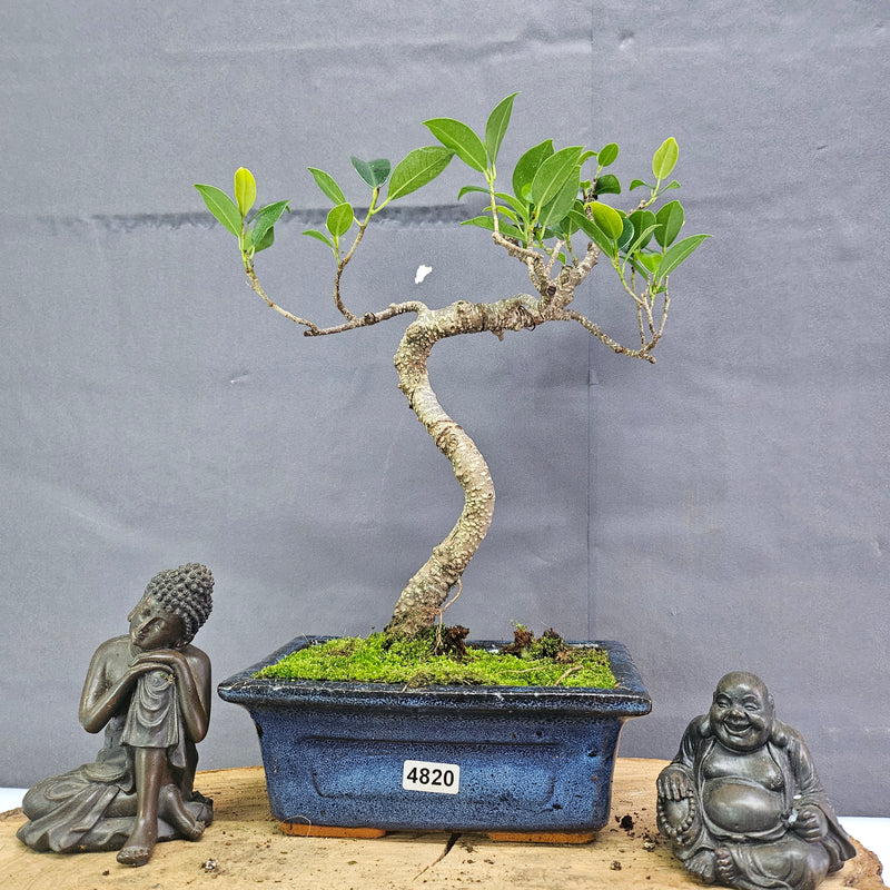 Clearance: Ficus Microcarpa (Banyan Fig) Indoor Bonsai Tree | Shaped | In 15cm Pot