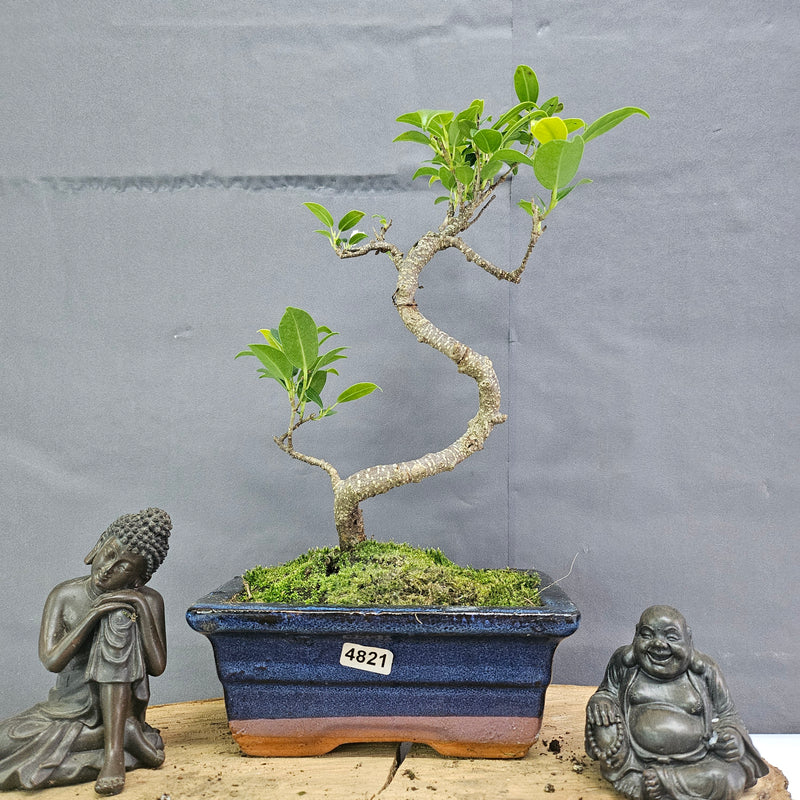 Clearance: Ficus Microcarpa (Banyan Fig) Indoor Bonsai Tree | Shaped | In 15cm Pot