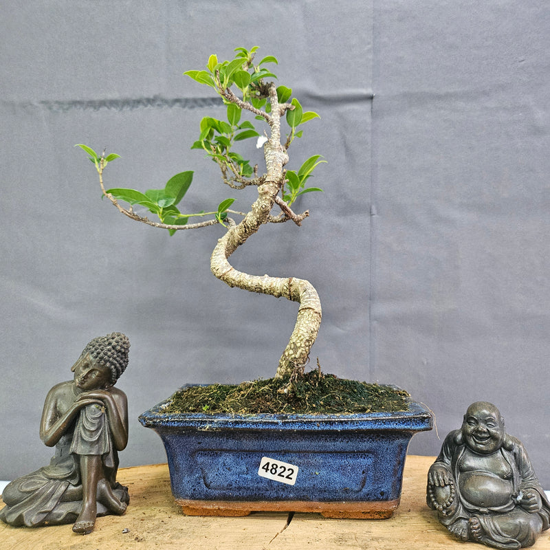 Clearance: Ficus Microcarpa (Banyan Fig) Indoor Bonsai Tree | Shaped | In 15cm Pot