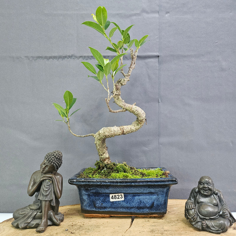 Clearance: Ficus Microcarpa (Banyan Fig) Indoor Bonsai Tree | Shaped | In 15cm Pot