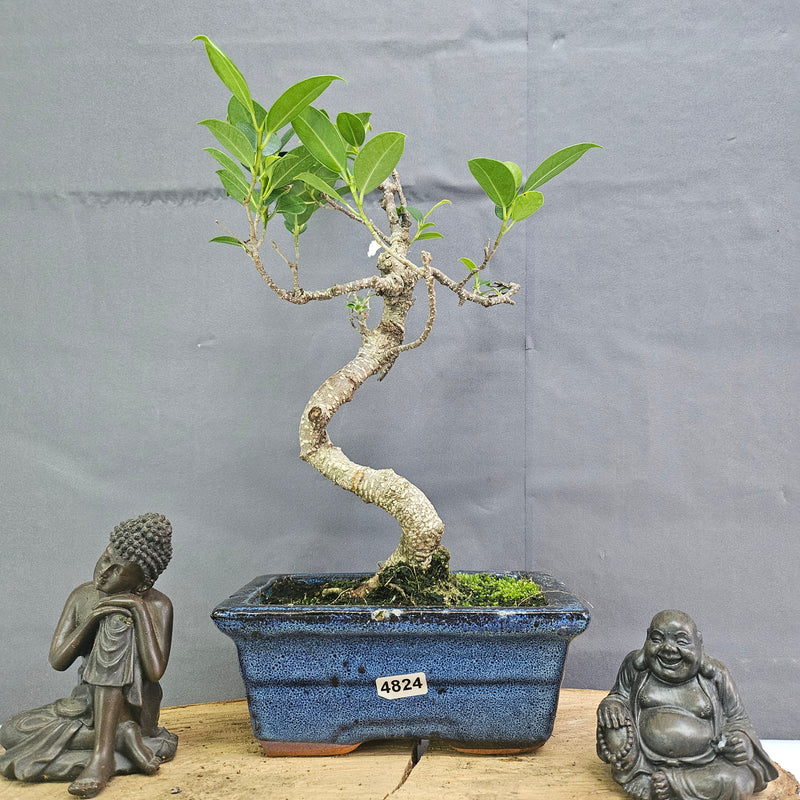 Clearance: Ficus Microcarpa (Banyan Fig) Indoor Bonsai Tree | Shaped | In 15cm Pot