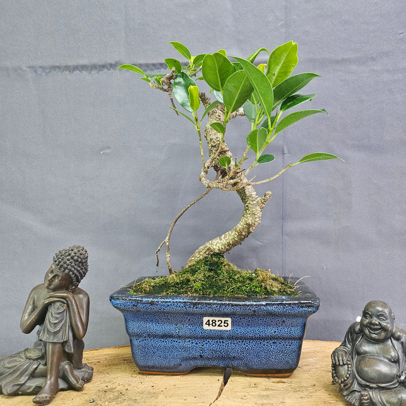 Clearance: Ficus Microcarpa (Banyan Fig) Indoor Bonsai Tree | Shaped | In 15cm Pot