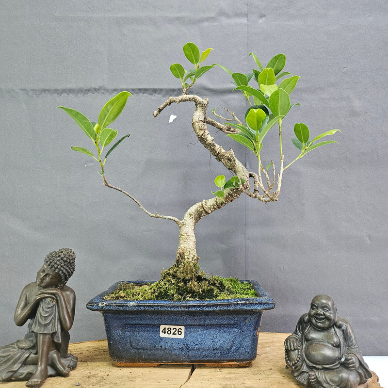 Clearance: Ficus Microcarpa (Banyan Fig) Indoor Bonsai Tree | Shaped | In 15cm Pot