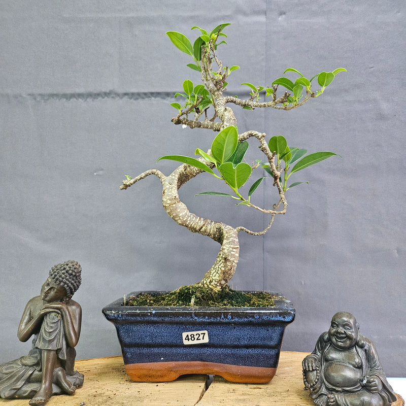 Clearance: Ficus Microcarpa (Banyan Fig) Indoor Bonsai Tree | Shaped | In 15cm Pot