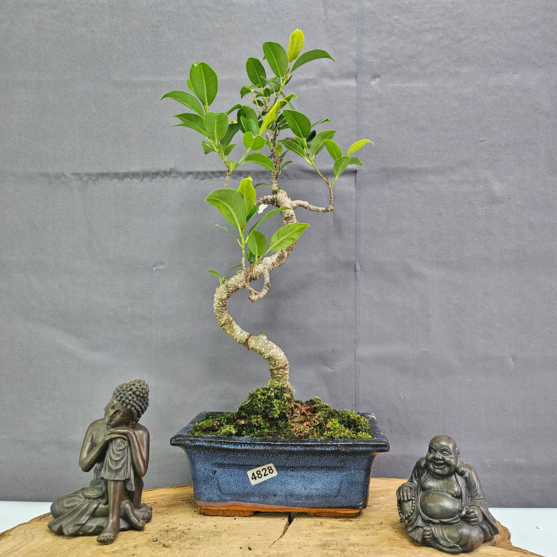 Clearance: Ficus Microcarpa (Banyan Fig) Indoor Bonsai Tree | Shaped | In 15cm Pot