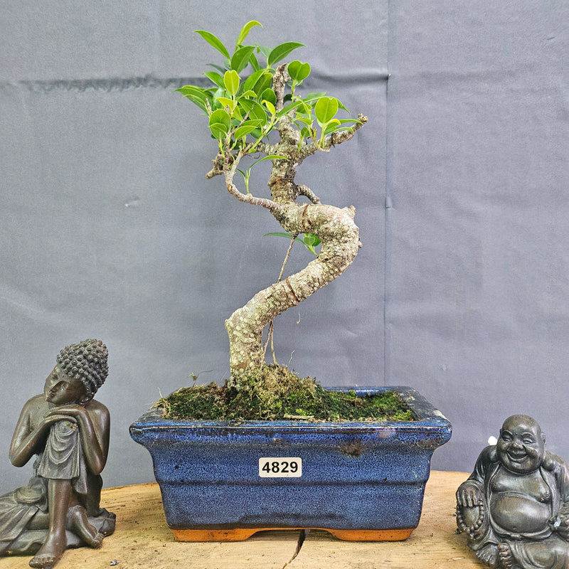 Clearance: Ficus Microcarpa (Banyan Fig) Indoor Bonsai Tree | Shaped | In 15cm Pot