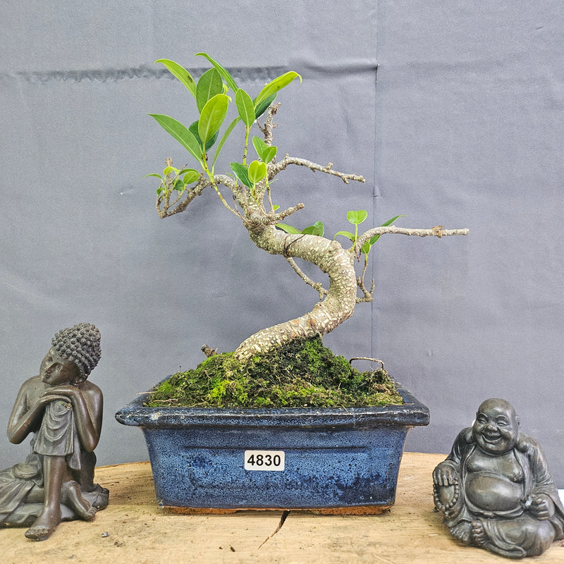 Clearance: Ficus Microcarpa (Banyan Fig) Indoor Bonsai Tree | Shaped | In 15cm Pot