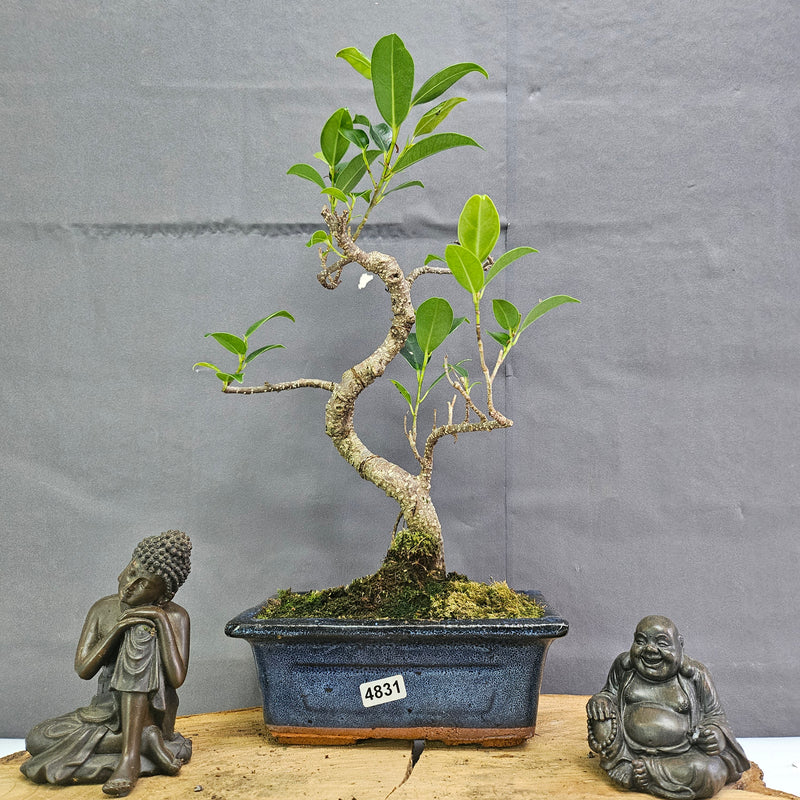 Clearance: Ficus Microcarpa (Banyan Fig) Indoor Bonsai Tree | Shaped | In 15cm Pot