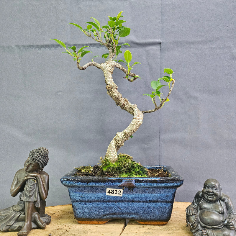 Clearance: Ficus Microcarpa (Banyan Fig) Indoor Bonsai Tree | Shaped | In 15cm Pot