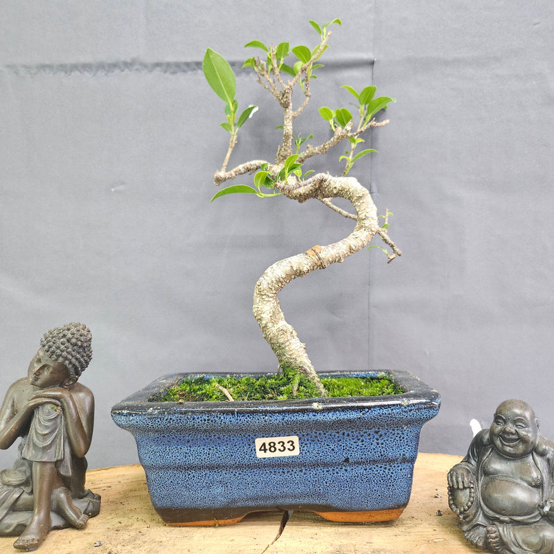 Clearance: Ficus Microcarpa (Banyan Fig) Indoor Bonsai Tree | Shaped | In 15cm Pot