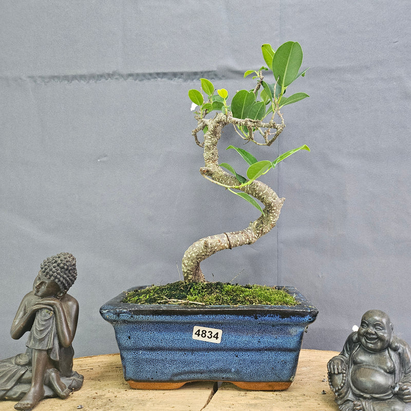 Clearance: Ficus Microcarpa (Banyan Fig) Indoor Bonsai Tree | Shaped | In 15cm Pot