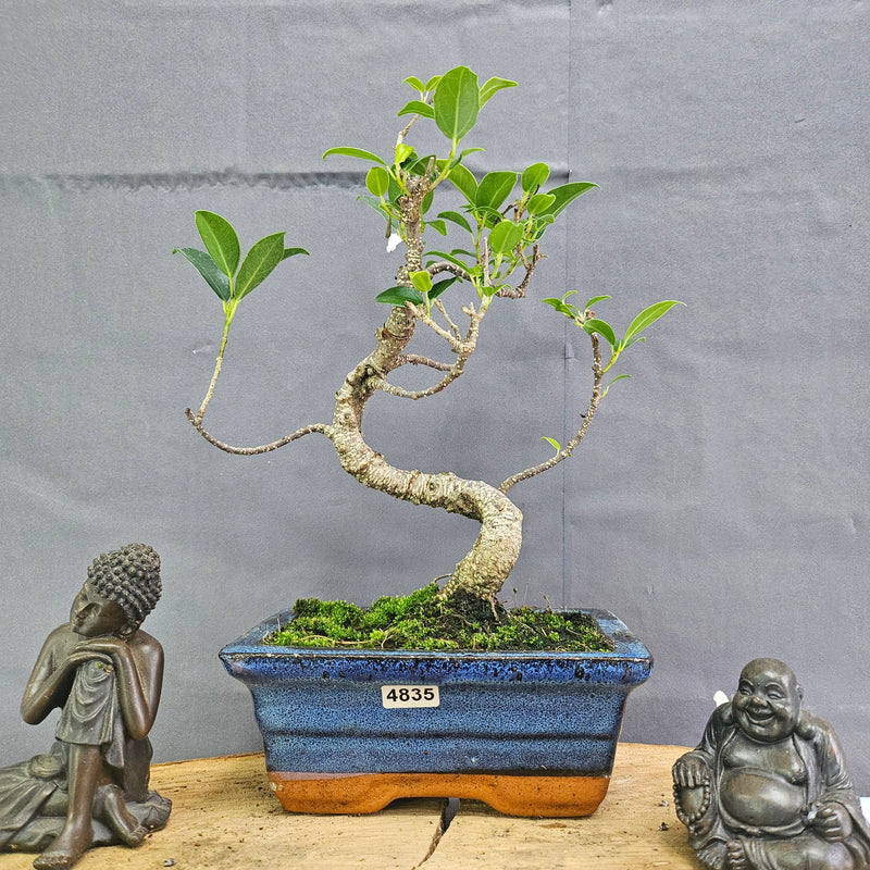 Clearance: Ficus Microcarpa (Banyan Fig) Indoor Bonsai Tree | Shaped | In 15cm Pot