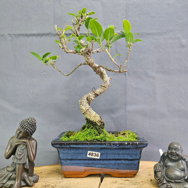 Clearance: Ficus Microcarpa (Banyan Fig) Indoor Bonsai Tree | Shaped | In 15cm Pot