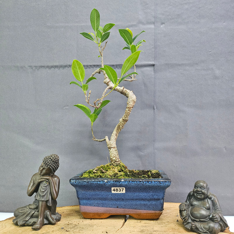 Clearance: Ficus Microcarpa (Banyan Fig) Indoor Bonsai Tree | Shaped | In 15cm Pot