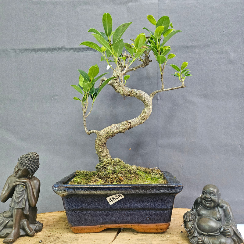 Clearance: Ficus Microcarpa (Banyan Fig) Indoor Bonsai Tree | Shaped | In 15cm Pot