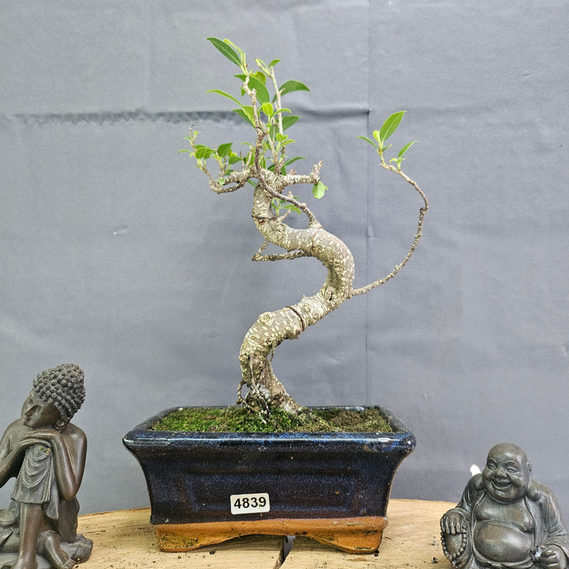 Clearance: Ficus Microcarpa (Banyan Fig) Indoor Bonsai Tree | Shaped | In 15cm Pot