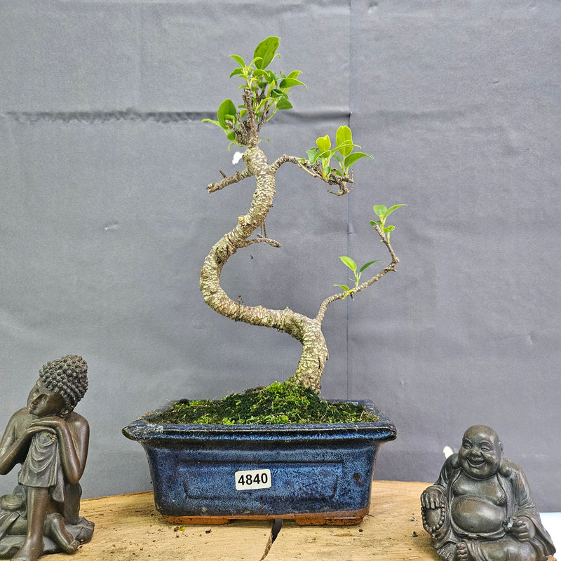 Clearance: Ficus Microcarpa (Banyan Fig) Indoor Bonsai Tree | Shaped | In 15cm Pot