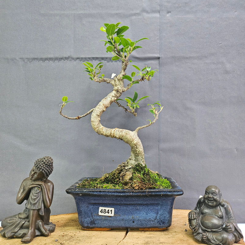 Clearance: Ficus Microcarpa (Banyan Fig) Indoor Bonsai Tree | Shaped | In 15cm Pot