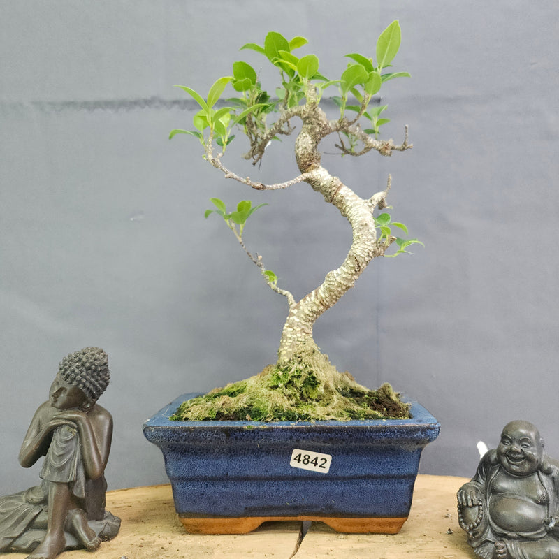 Clearance: Ficus Microcarpa (Banyan Fig) Indoor Bonsai Tree | Shaped | In 15cm Pot