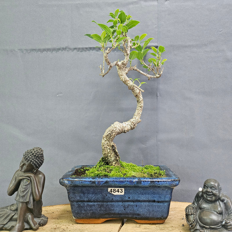 Clearance: Ficus Microcarpa (Banyan Fig) Indoor Bonsai Tree | Shaped | In 15cm Pot