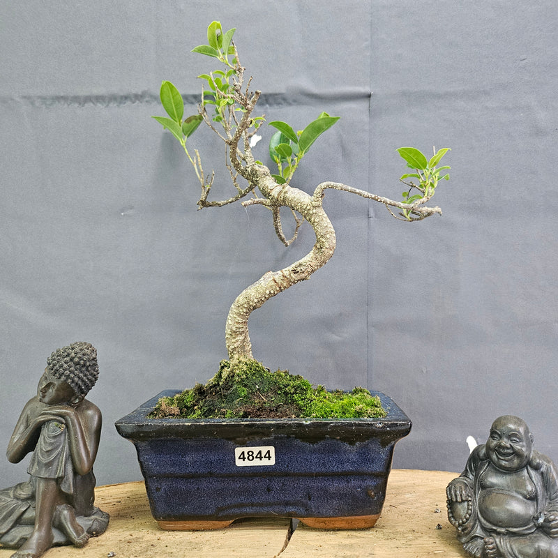 Clearance: Ficus Microcarpa (Banyan Fig) Indoor Bonsai Tree | Shaped | In 15cm Pot