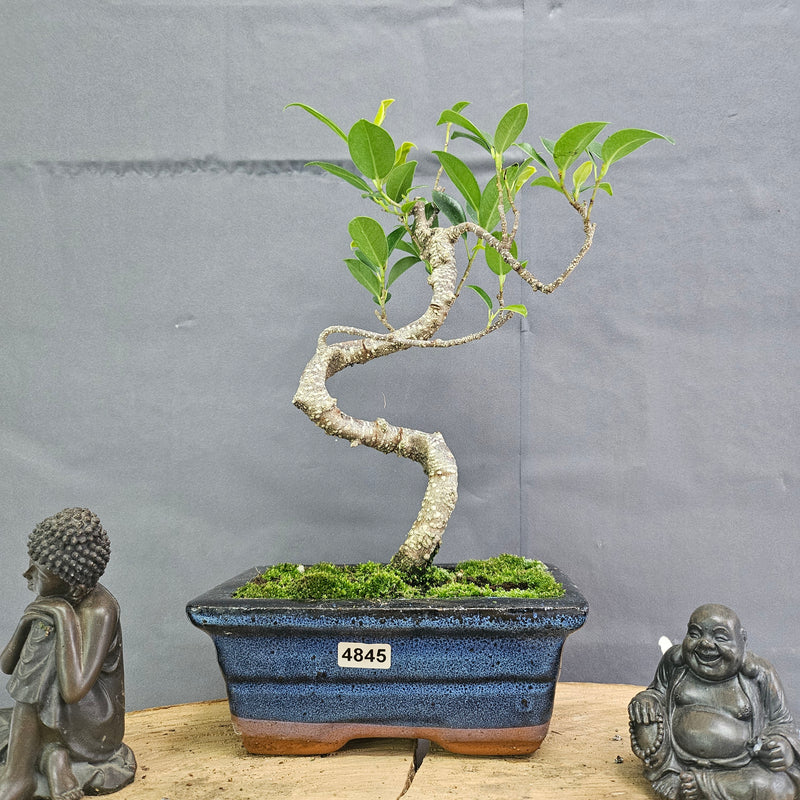 Clearance: Ficus Microcarpa (Banyan Fig) Indoor Bonsai Tree | Shaped | In 15cm Pot