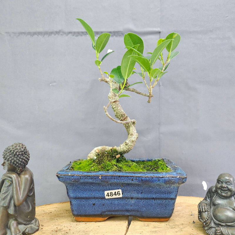 Clearance: Ficus Microcarpa (Banyan Fig) Indoor Bonsai Tree | Shaped | In 15cm Pot