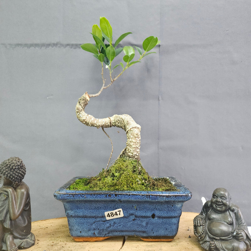 Clearance: Ficus Microcarpa (Banyan Fig) Indoor Bonsai Tree | Shaped | In 15cm Pot