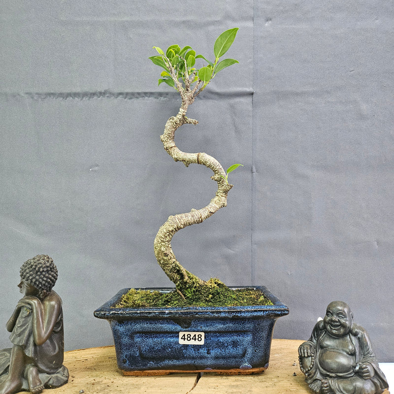 Clearance: Ficus Microcarpa (Banyan Fig) Indoor Bonsai Tree | Shaped | In 15cm Pot