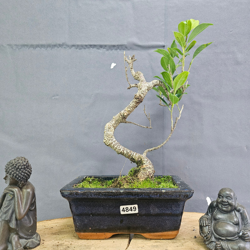 Clearance: Ficus Microcarpa (Banyan Fig) Indoor Bonsai Tree | Shaped | In 15cm Pot