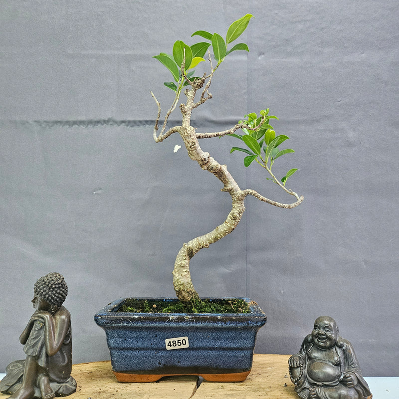 Clearance: Ficus Microcarpa (Banyan Fig) Indoor Bonsai Tree | Shaped | In 15cm Pot