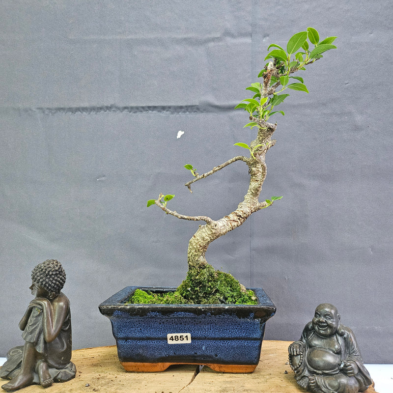 Clearance: Ficus Microcarpa (Banyan Fig) Indoor Bonsai Tree | Shaped | In 15cm Pot