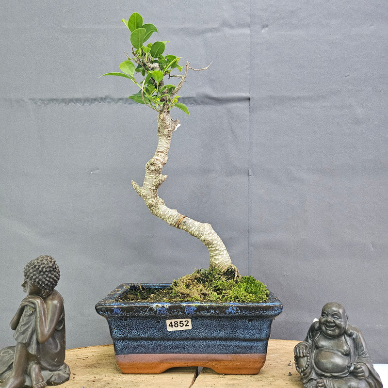 Clearance: Ficus Microcarpa (Banyan Fig) Indoor Bonsai Tree | Shaped | In 15cm Pot