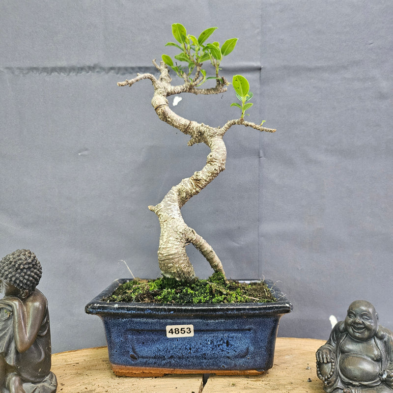 Clearance: Ficus Microcarpa (Banyan Fig) Indoor Bonsai Tree | Shaped | In 15cm Pot